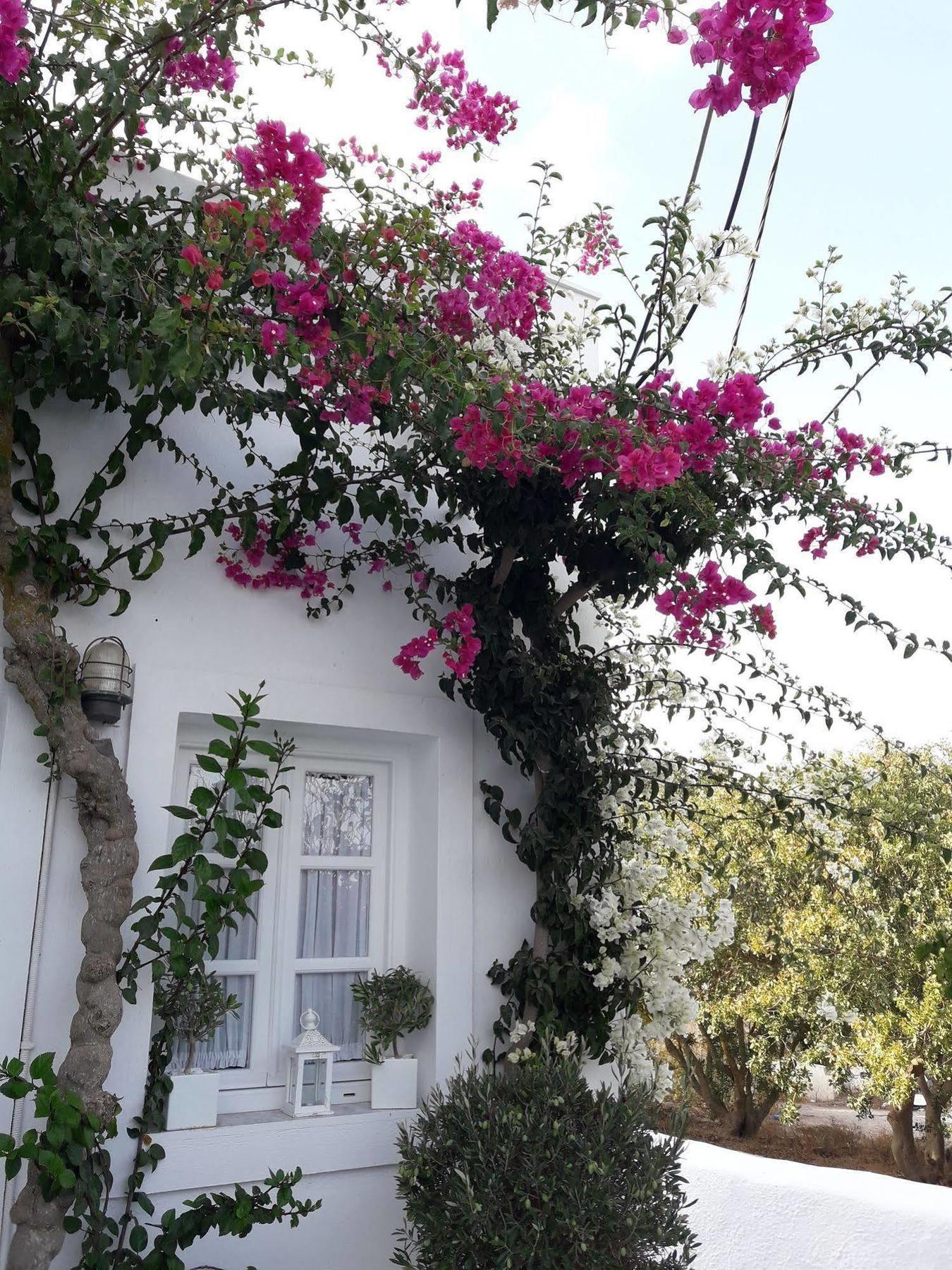 Casa Bianca Hotel Imerovigli  Exterior photo